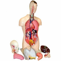 Торс человека разборный (42 см.) - «globural.ru» - Кострома
