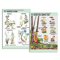 Комплект таблиц для начальной школы "Окружающий мир. Грибы. Растительный мир" - «globural.ru» - Кострома