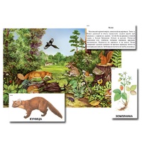 Магнитный плакат-аппликация "Лес: биоразнообразие и взаимосвязи в сообществе" - «globural.ru» - Кострома