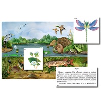 Магнитный плакат-аппликация "Водоем: биоразнообразие и взаимосвязи в сообществе" - «globural.ru» - Кострома