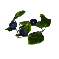 Ветка муляжей "Слива" - «globural.ru» - Кострома