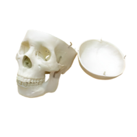 Модель "Череп человека" - «globural.ru» - Кострома