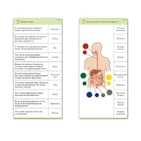 Комплект карточек (10) "Обучающий калейдоскоп. Человек" - «globural.ru» - Кострома