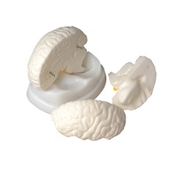 Модель мозга в разрезе - «globural.ru» - Кострома