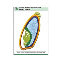 Рельефная таблица "Зерновка пшеницы" (формат А1, матовое ламинир.) - «globural.ru» - Кострома