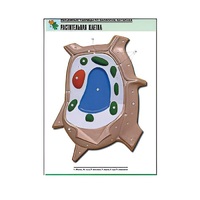 Рельефная таблица "Растительная клетка" (формат А1, матовое ламинир.) - «globural.ru» - Кострома