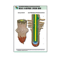 Рельефная таблица "Внешнее и внутреннее строение корня" (формат А1, матовое ламинир.) - «globural.ru» - Кострома
