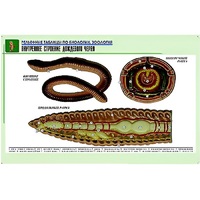 Рельефная таблица "Внутреннее строение дождевого червя" (формат А1, матовое ламинир.) - «globural.ru» - Кострома