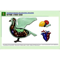 Рельефная таблица "Внутреннее строение голубя" (формат А1, матовое ламинир.) - «globural.ru» - Кострома