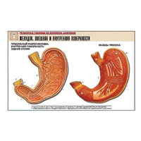 Рельефная таблица "Желудок. Внешняя и внутренняя поверхности" (формат А1, матовое ламинир.) - «globural.ru» - Кострома