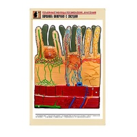 Рельефная таблица "Ворсинка кишечная с сосудом" (формат А1, матовое ламинир.) - «globural.ru» - Кострома