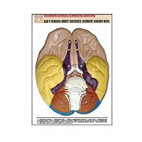 Рельефная таблица "Доли и извилины нижней поверхности полушарий головного мозга" - «globural.ru» - Кострома