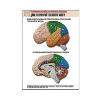 Рельефная таблица "Доли полушарий головного мозга" - «globural.ru» - Кострома