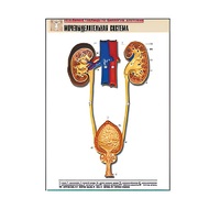 Рельефная таблица "Мочевыделительная система" (формат А1, матовое ламинир.) - «globural.ru» - Кострома