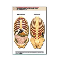 Рельефная таблица "Расположение органов грудной и брюшной полостей по отношению к скелету"(формат А1, лам.) - «globural.ru» - Кострома