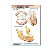 Рельефная таблица "Челюсти и зубы человека" (формат А1, матовое ламинир.) - «globural.ru» - Кострома