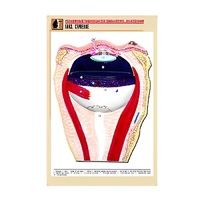 Рельефная таблица "Глаз. Строение" (формат А1, матовое ламинир.) - «globural.ru» - Кострома