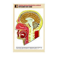 Рельефная таблица "Сагиттальный разрез головы" (формат А1, матовое ламинир.) - «globural.ru» - Кострома