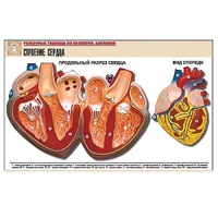 Рельефная таблица "Строение сердца" (формат А1, матовое ламинир.) - «globural.ru» - Кострома