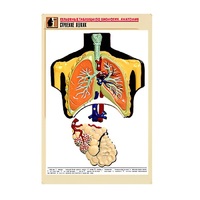 Рельефная таблица "Строение легких" (формат А1, матовое ламинир.) - «globural.ru» - Кострома