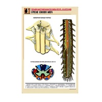 Рельефная таблица "Строение спинного мозга " (формат А1, матовое ламинир.) - «globural.ru» - Кострома