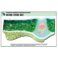 Рельефная таблица "Клеточное строение листа" (формат А1, матовое ламинир.) - «globural.ru» - Кострома