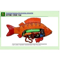 Рельефная таблица "Внутреннее строение рыбы" (формат А1, матовое ламинир.) - «globural.ru» - Кострома