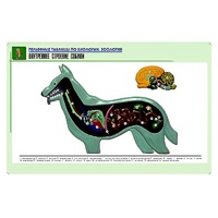 Рельефная таблица "Внутреннее строение собаки" (формат А1, матовое ламинир.) - «globural.ru» - Кострома