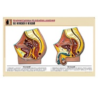 Рельефная таблица "Таз мужской и женский" (формат А1, матовое ламинир.) - «globural.ru» - Кострома