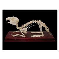 Скелет кролика - «globural.ru» - Кострома