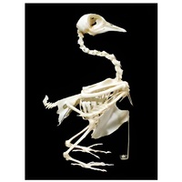 Скелет голубя - «globural.ru» - Кострома