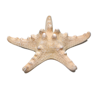 Сухой препарат "Звезда морская" (вариант 2) - «globural.ru» - Кострома