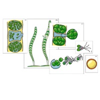 Модель-аппликация "Размножение многоклеточной водоросли" (ламинированная) - «globural.ru» - Кострома