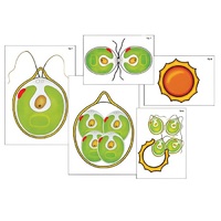 Модель-аппликация "Размножение одноклеточной водоросли" (ламинированная) - «globural.ru» - Кострома