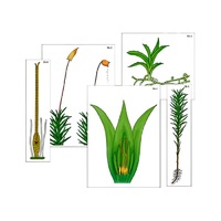 Модель-аппликация "Размножение мха" (ламинированная) - «globural.ru» - Кострома