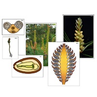 Модель-аппликация "Размножение сосны" (ламинированная) - «globural.ru» - Кострома