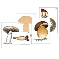 Модель-аппликация "Размножение шляпочного гриба" (ламинированная) - «globural.ru» - Кострома