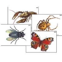 Модель-аппликация "Разнообразие беспозвоночных" (ламинированная) - «globural.ru» - Кострома
