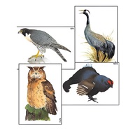 Модель-аппликация "Разнообразие высших хордовых 1. Пресмыкающиеся и птицы" (ламинированная) - «globural.ru» - Кострома