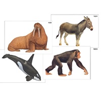 Модель-аппликация "Разнообразие высших хордовых 2. Млекопитающие" (ламинированная) - «globural.ru» - Кострома