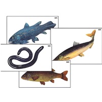 Модель-аппликация "Разнообразие низших и высших хордовых" (ламинированная) - «globural.ru» - Кострома