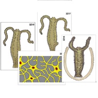 Модель-аппликация "Строение и размножение гидры" (ламинированная) - «globural.ru» - Кострома