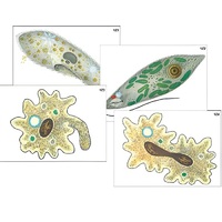 Модель-аппликация "Строение и разнообразие простейших" (ламинированная) - «globural.ru» - Кострома