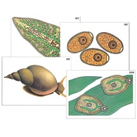 Модель-аппликация "Циклы развития печеночного сосальщика и бычьего цепня" (ламинированная) - «globural.ru» - Кострома