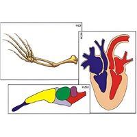 Модель-аппликация "Эволюция важнейших систем органов позвоночных" (ламинированная) - «globural.ru» - Кострома