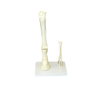 Модель "Скелет конечностей лошади и овцы" (на подставке) - «globural.ru» - Кострома