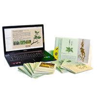 Гербарий натурально-интерактивный "Дикорастущие растения" - «globural.ru» - Кострома