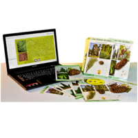 Коллекция натурально-интерактивная "Голосеменные растения" - «globural.ru» - Кострома