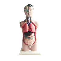 Торс человека разборный - «globural.ru» - Кострома