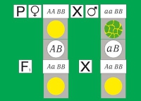 Модель-аппликация Дигибридное скрещивание. Законы Менделя. (набор из 84 карт) - «globural.ru» - Кострома